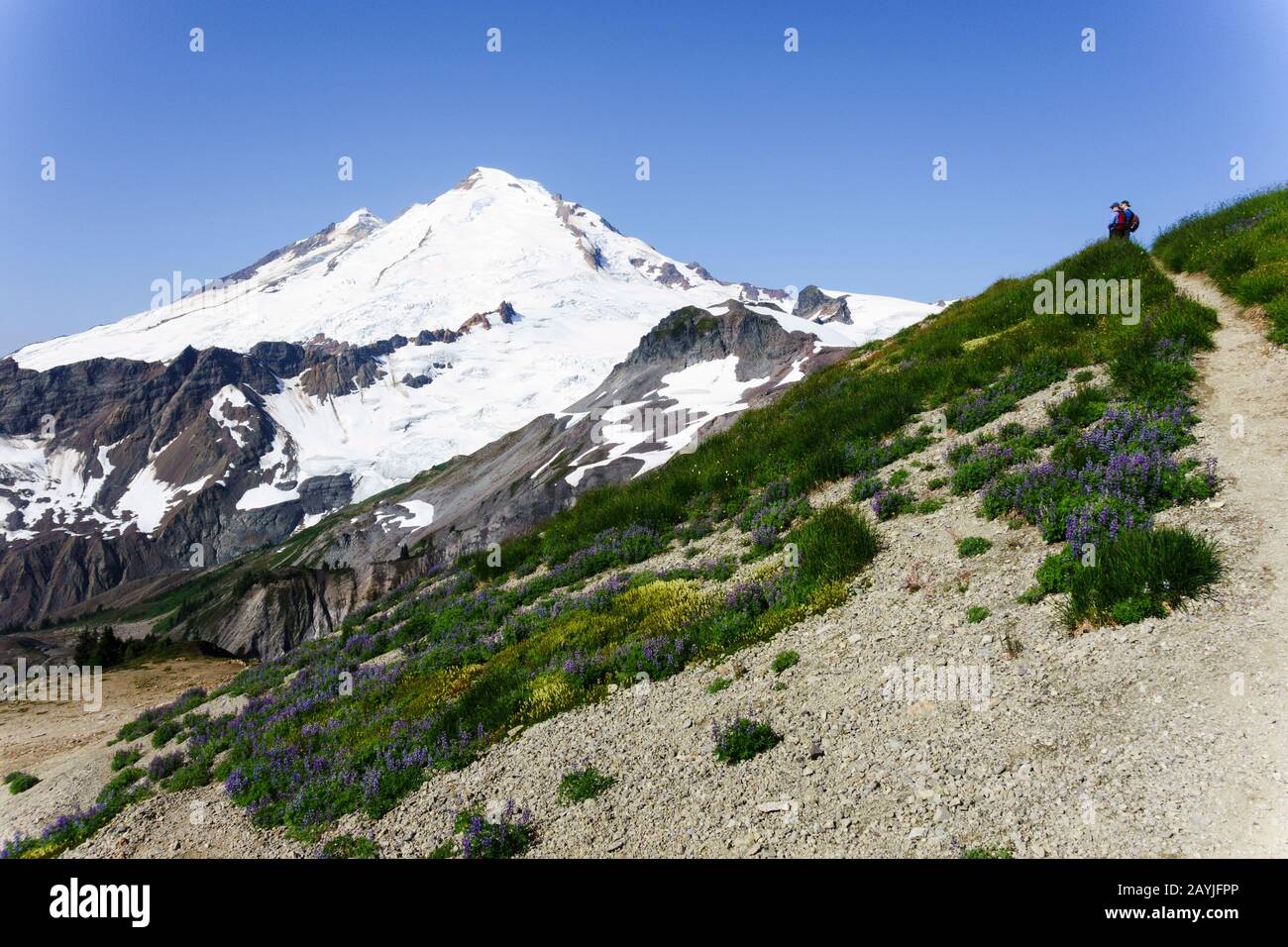 Blick auf Mt Baker vom Ptarmigan Ridge Trail, Mt. Baker-Snoqualmie National Forest, Washington, Vereinigte Staaten Stockfoto