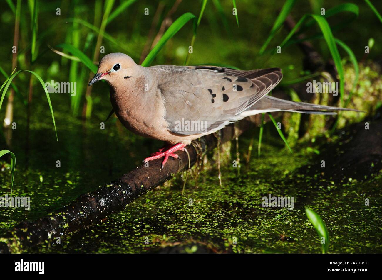 Trauerkante Stockfotos Und Bilder Kaufen Alamy