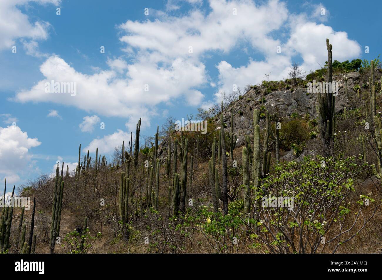 Saguaro-Kakteen am Hang bei Hieve el Agua in der Nähe von Oaxaca, Südmexiko. Stockfoto