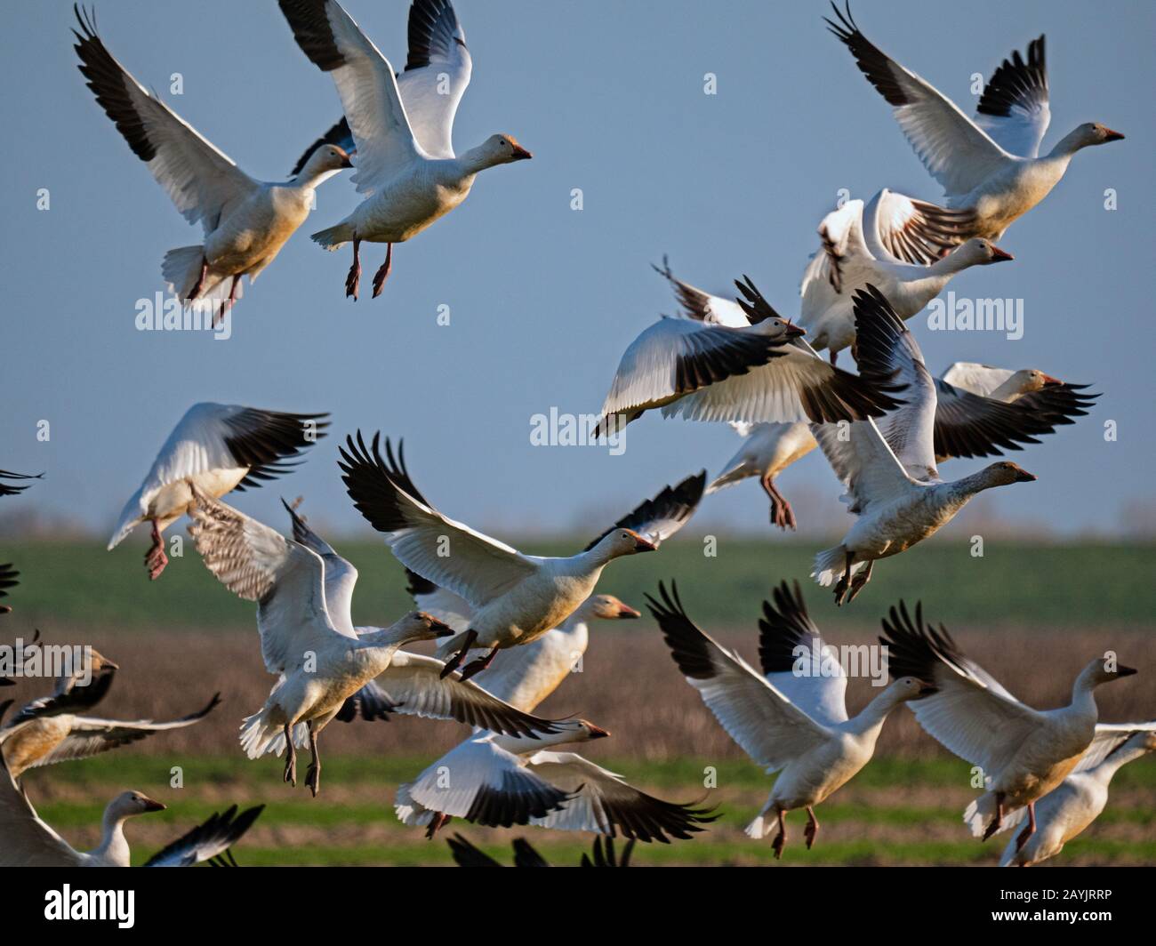 Schneegänse in Staten Island Preserve, Kalifornien Stockfoto