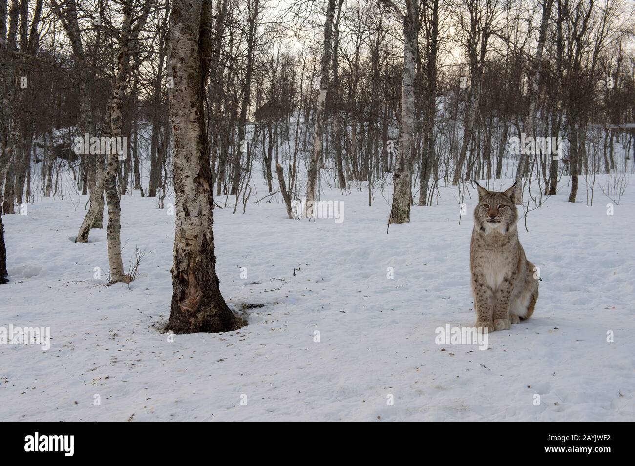 Ein eurasischer Luchs (Lynx Lynx) sitzt im Schnee in einem Wildpark in Nordnorwegen. Stockfoto