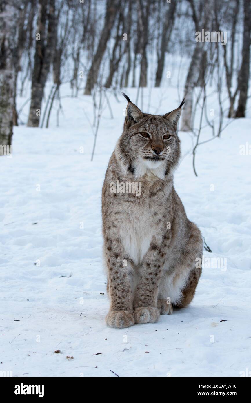Ein eurasischer Luchs (Lynx Lynx) sitzt im Schnee in einem Wildpark in Nordnorwegen. Stockfoto