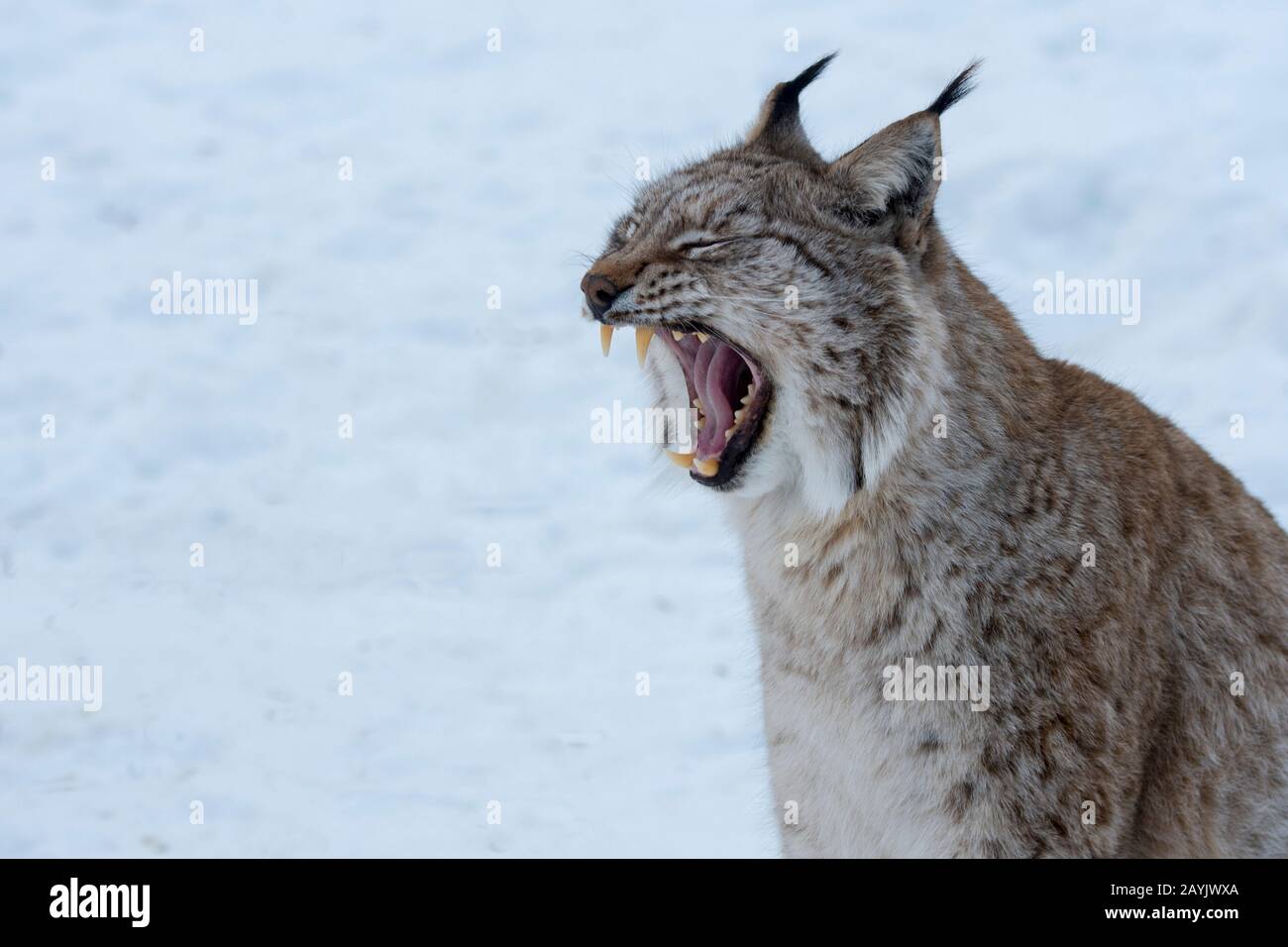 Nahaufnahme eines eurasischen Luchses (Lynx Lynx) in einem Wildpark in Nordnorwegen. Stockfoto