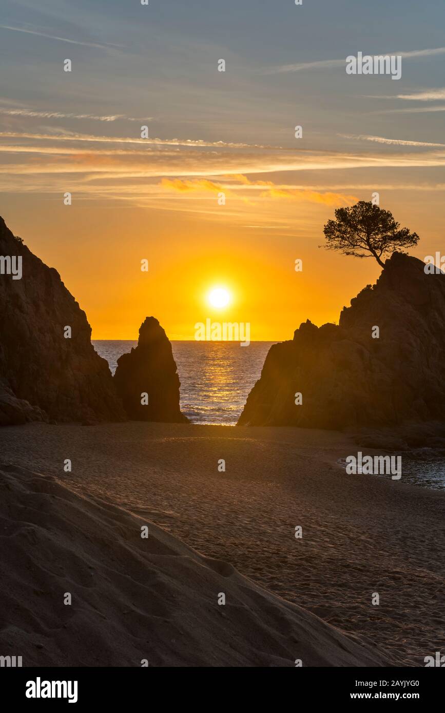 EINSTEINKIEFER OBEN AUF DEM MEERESSTAPEL MAR MENUDA STRAND TOSSA DE MAR COSTA BRAVA GERONA KATALONIEN SPANIEN Stockfoto