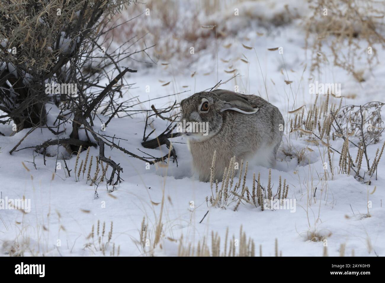 Weißes Jackkaninchen (Lepus callotis) im Schnee, New Mexico USA Stockfoto