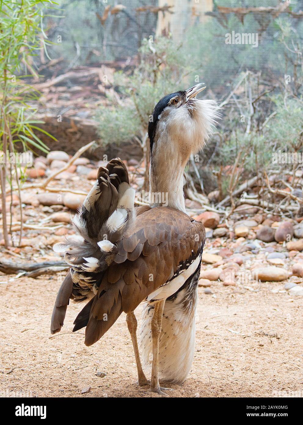 Australischer Bustard (Ardeotis australis) wird angezeigt Stockfoto