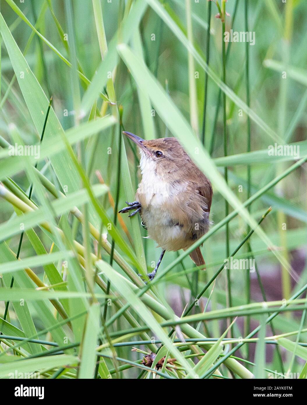 Australischer Reed Warbler (Acrocephalus australis) thront auf Grashalmen Stockfoto
