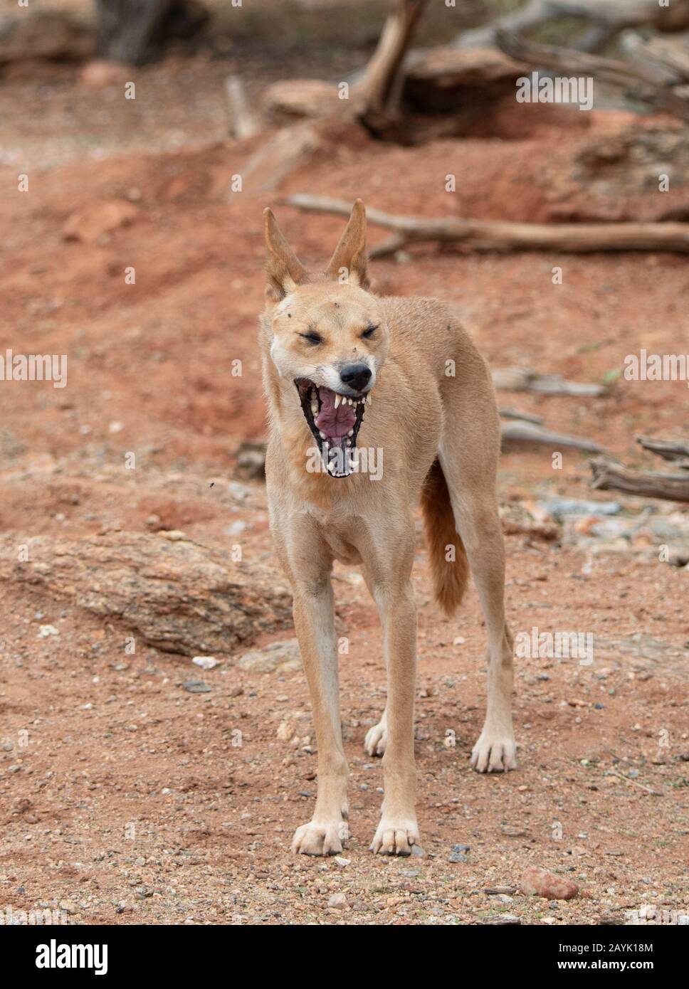 Vertikaler Blick auf Dingo-Gähnen (Canis familiaris Dingo oder Canis lupus Dingo) Stockfoto