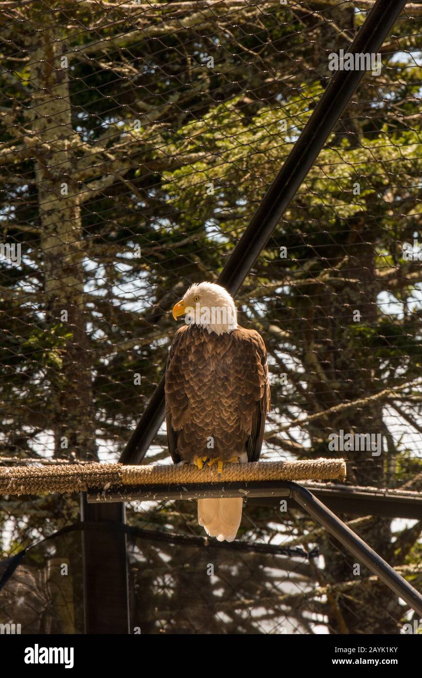 Ein Adler beobachtet die Gäste im Großvater Mountain State Park in North Carolina aufmerksam. Stockfoto