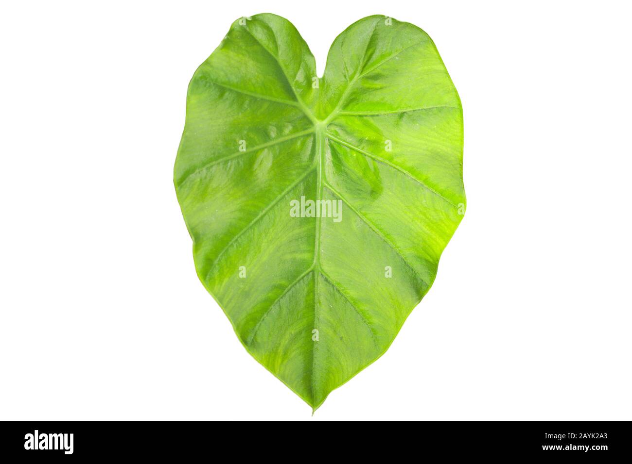 Tayoba-Blatt grnes Caladiumblatt, Elefantenohr isoliert auf Wei  Stockfotografie - Alamy