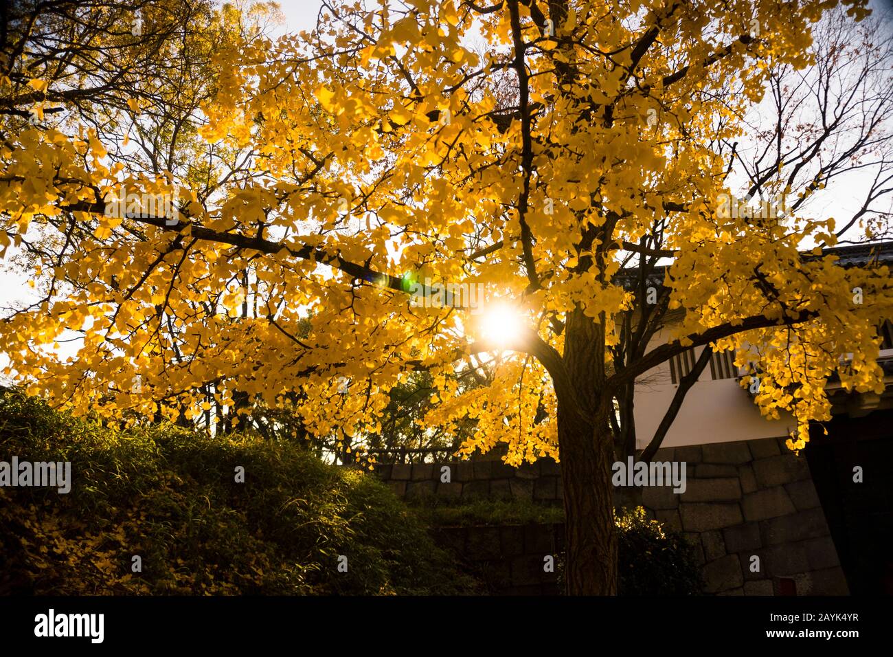Sun Flare Fleck, Der Durch die Zweige Und Blätter des Ginkgo Tree in Osaka, Japan, Scheint Stockfoto