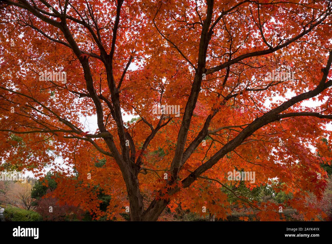 Nahaufnahme des Roten Ahorn-Baumes in Osaka, Japan Stockfoto