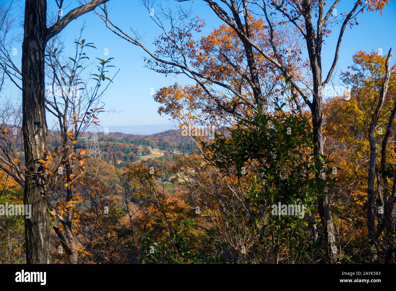 Herbstlandschaft, Herbstlaub im gemäßigten Laubwald von Osaka, Japan Stockfoto
