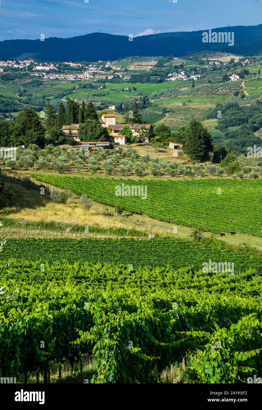 Weinbergen in der Landschaft des Chianti, Località La Piazza, Castellina in Chianti, in der Provinz von Siena, Toskana, Italien Stockfoto