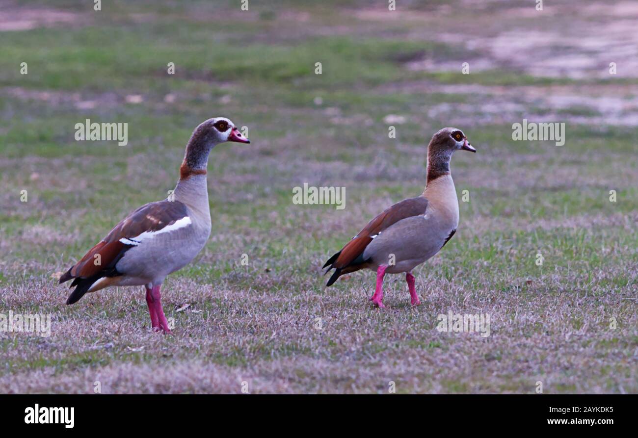 Zwei Enten, die am Ufer des Travis Lake in Austin, Texas laufen Stockfoto