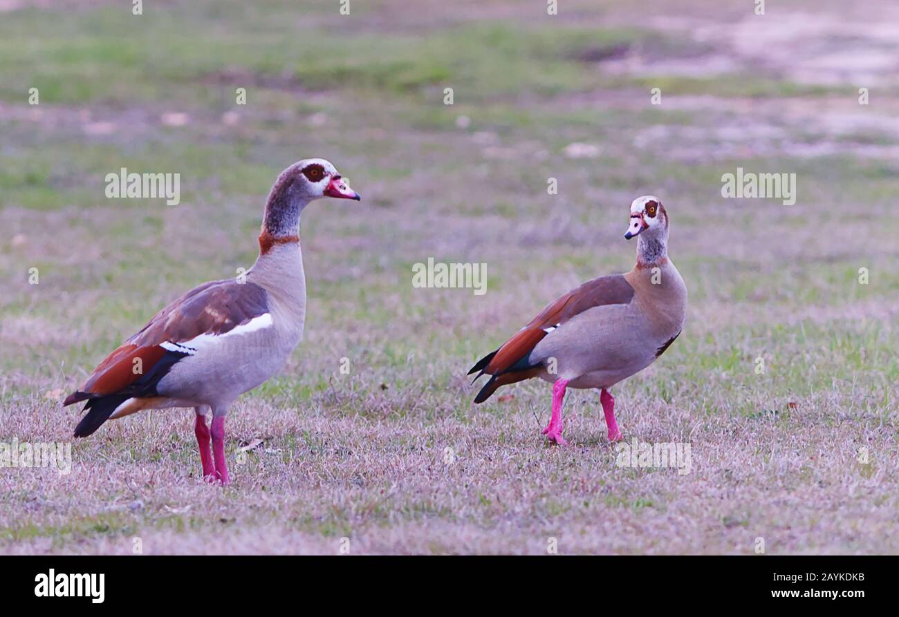 Zwei Enten, die am Ufer des Travis Lake in Austin, Texas laufen Stockfoto