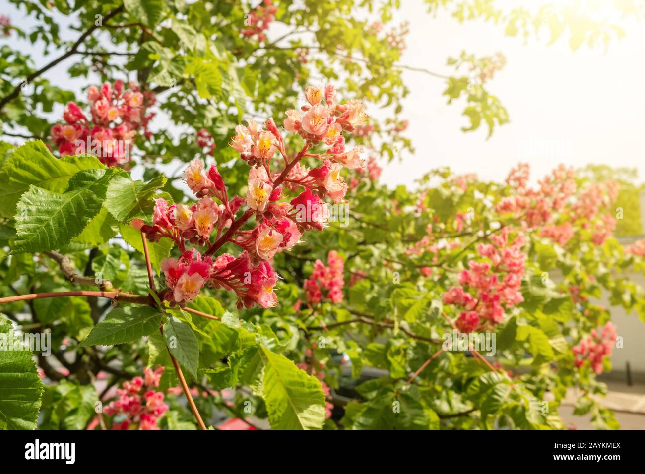 Aesculus rote Kastanienblüten dicht auf Stockfoto