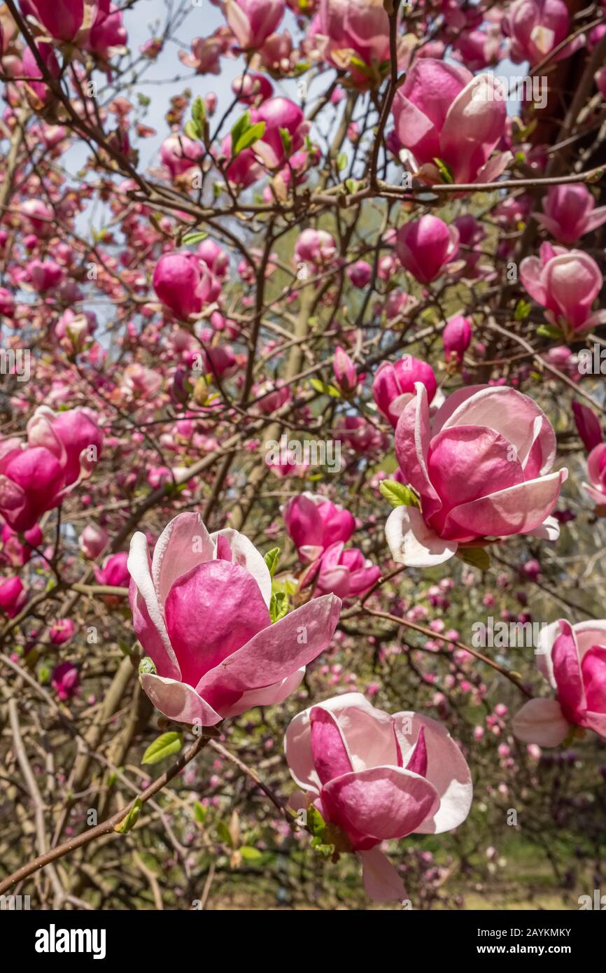 Blütende Magnolia Tulpenbaum nah oben Stockfoto