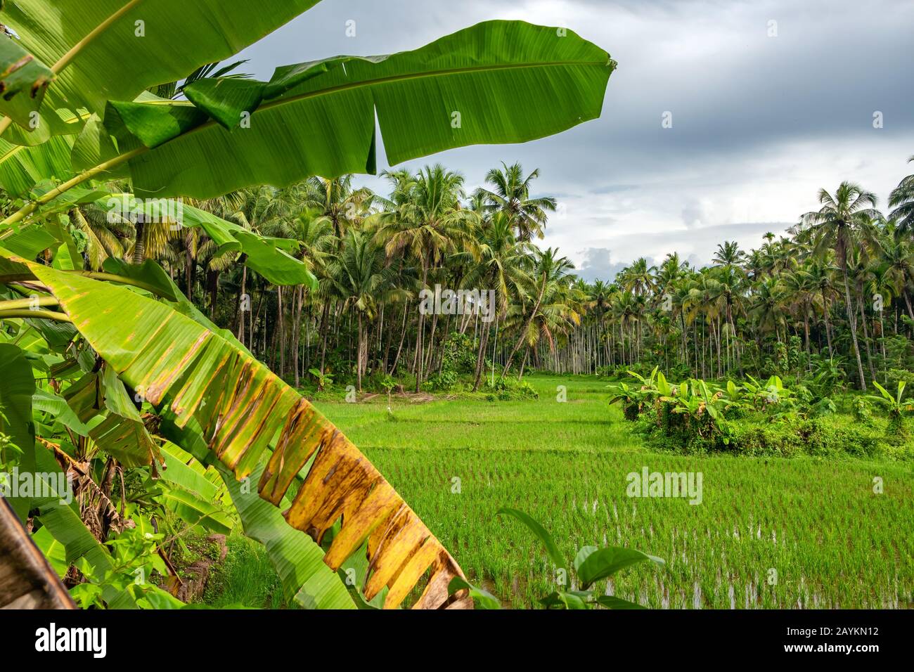 Ländliche Landschaft mit Palmen und grünem Reisfeld in Kerala, Indien Stockfoto