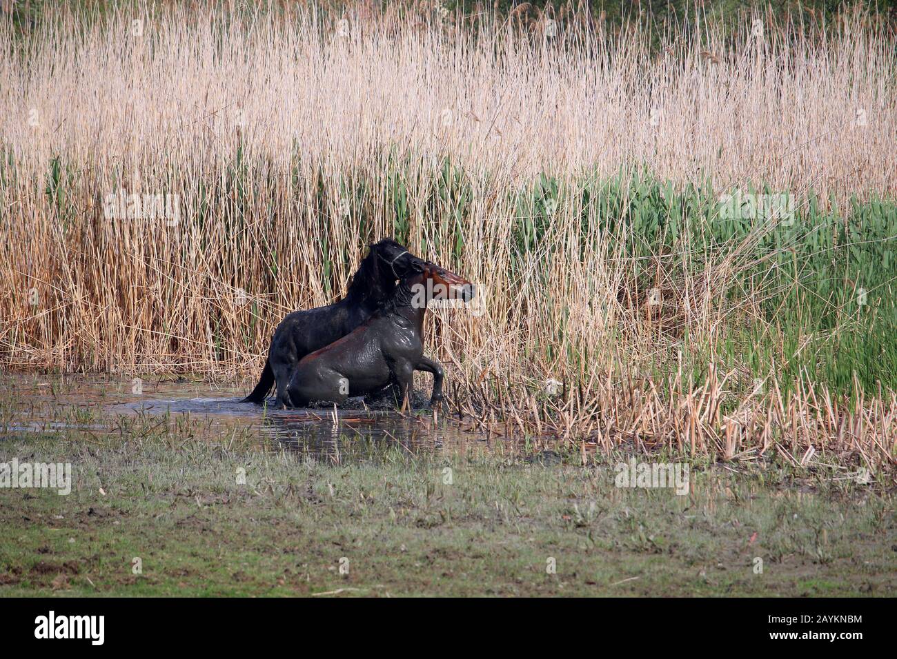 Hengste kämpfen im Fluss Stockfoto