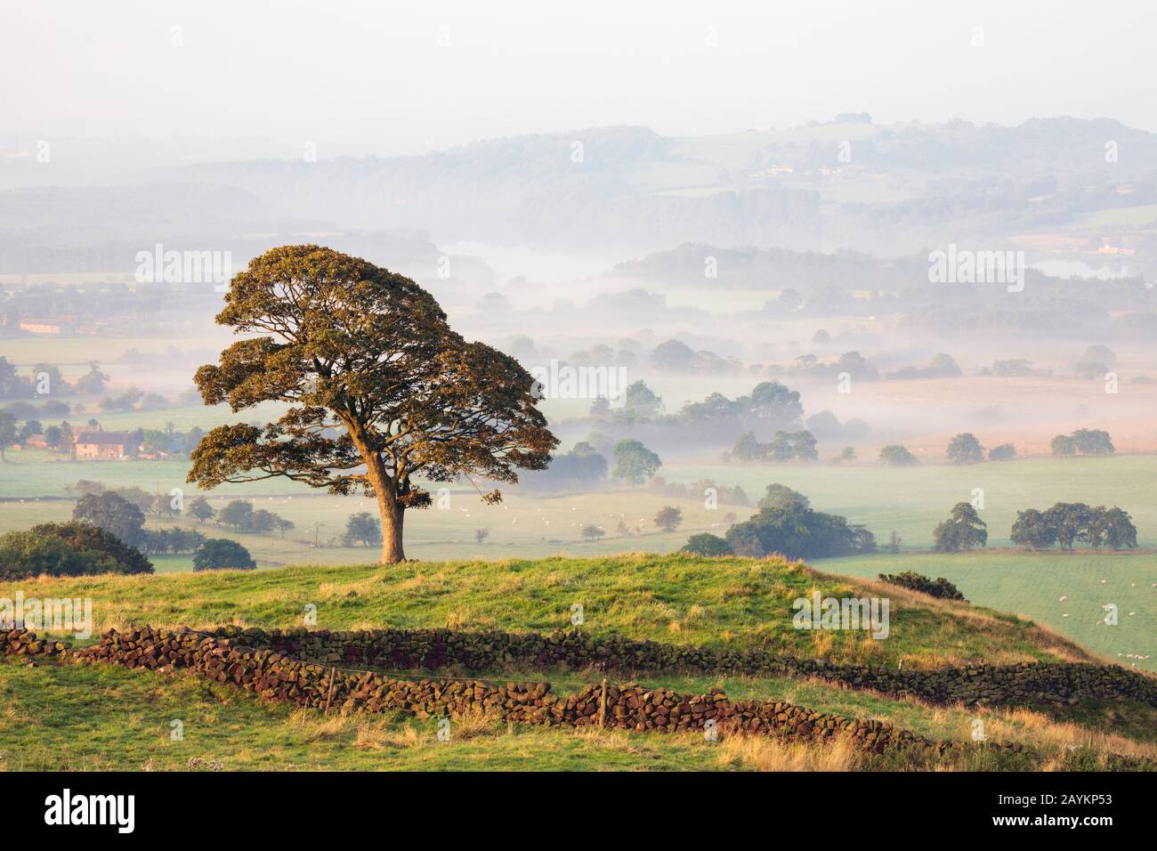 Ein Baum in der Nähe des Parkplatzes für Die Roaches im Peak District National Park, Stockfoto