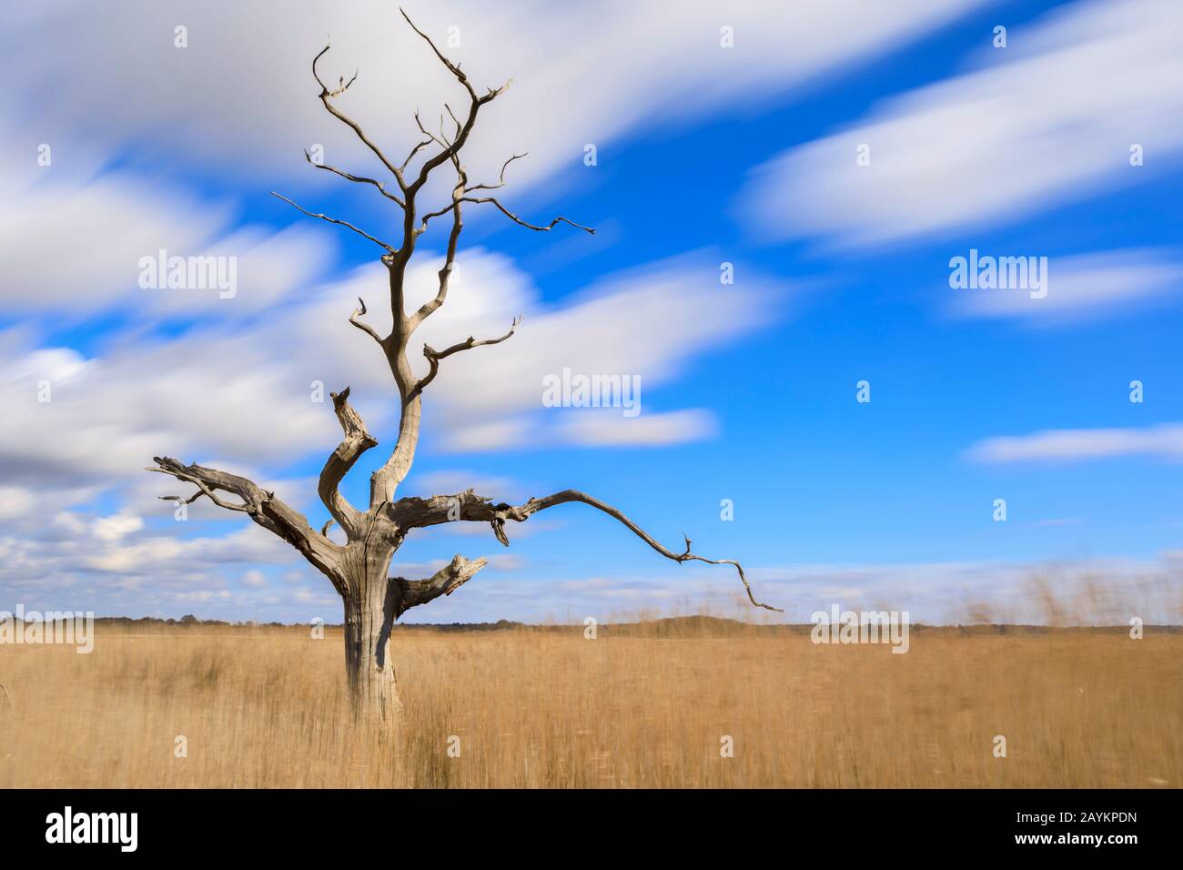 Ein einsamer Baum in Snape Maltings in Suffolk Stockfoto