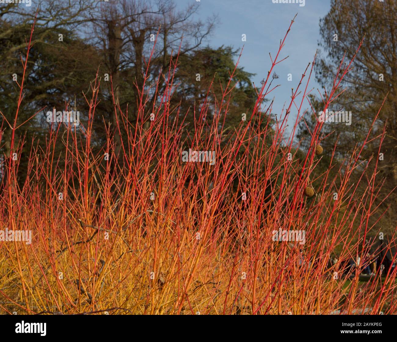 Schöne Darstellung von cornus oder Dogwood Winterflamme Stockfoto