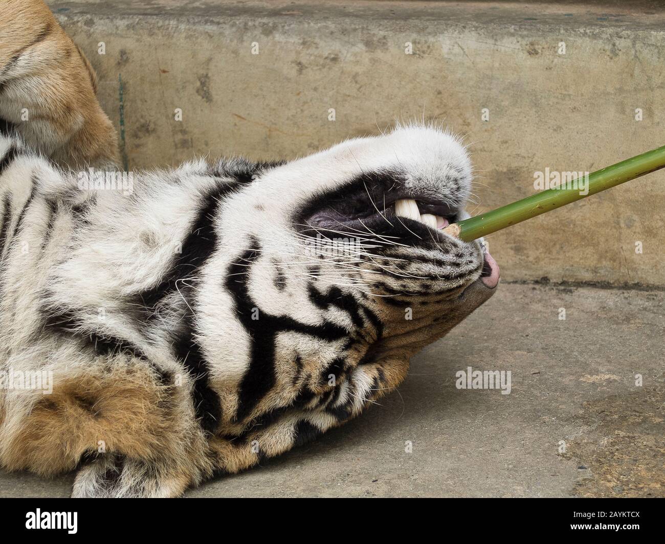 Tiger in Tiger-Königreich, Chiang Mai, Thailand. Stockfoto