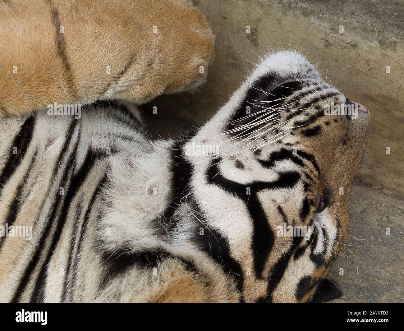 Tiger in Tiger-Königreich, Chiang Mai, Thailand. Stockfoto