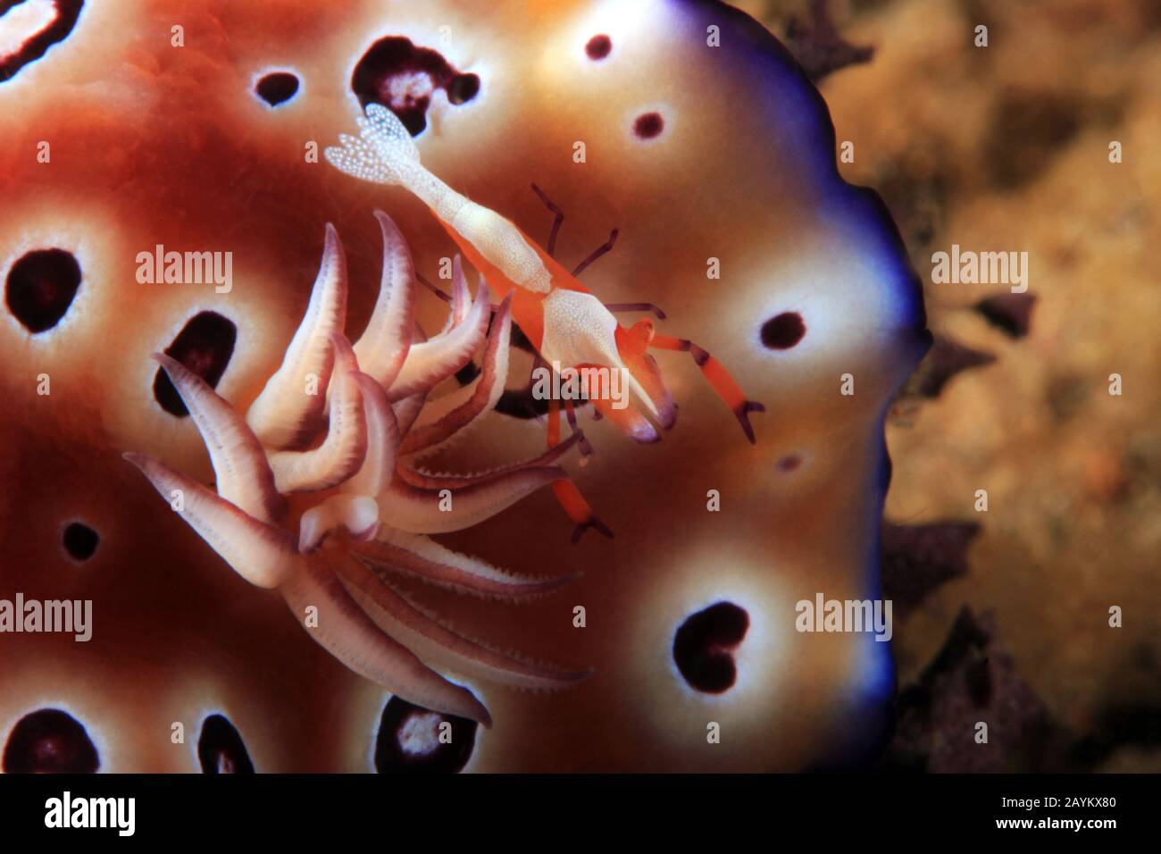 Nahaufnahme einer winzigen Kaiser Garnele auf der Rückseite einer hypselodoris Leopardus Nacktschnecke. Anilao, Philippinen Stockfoto