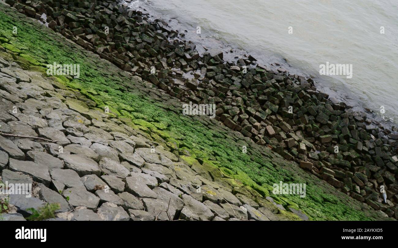Algen auf Betonsteinen am Stadtufer bei Ebbe Stockfoto
