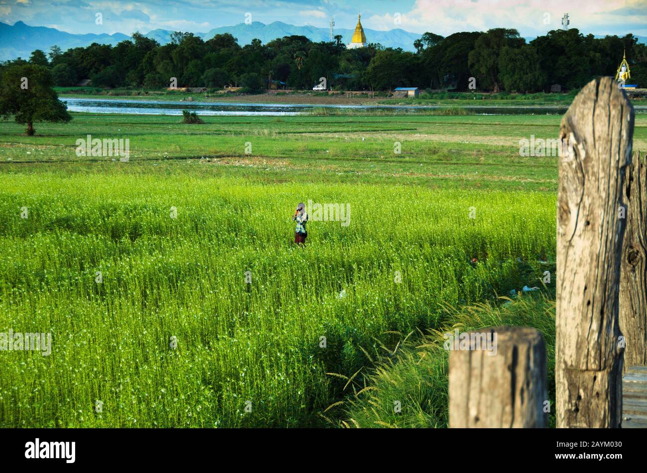 Fotograf fotografiert auf dem grünen Feld in der Nähe des Taungthaman Lake und der U-Bein-Brücke. Amarapura, Mandalay, Myanmar. Stockfoto