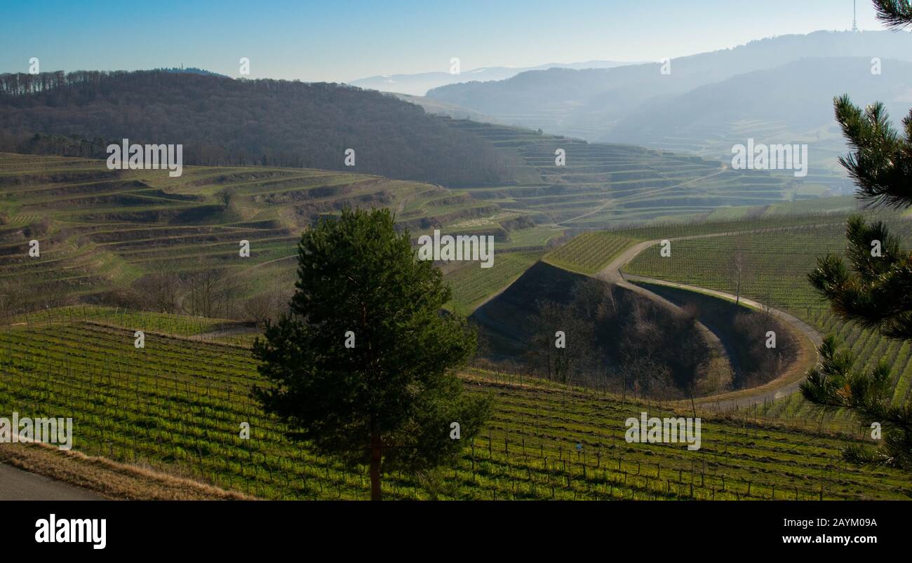 Weinberge des Kaiserstuhls in Deutschland im Winter Stockfoto
