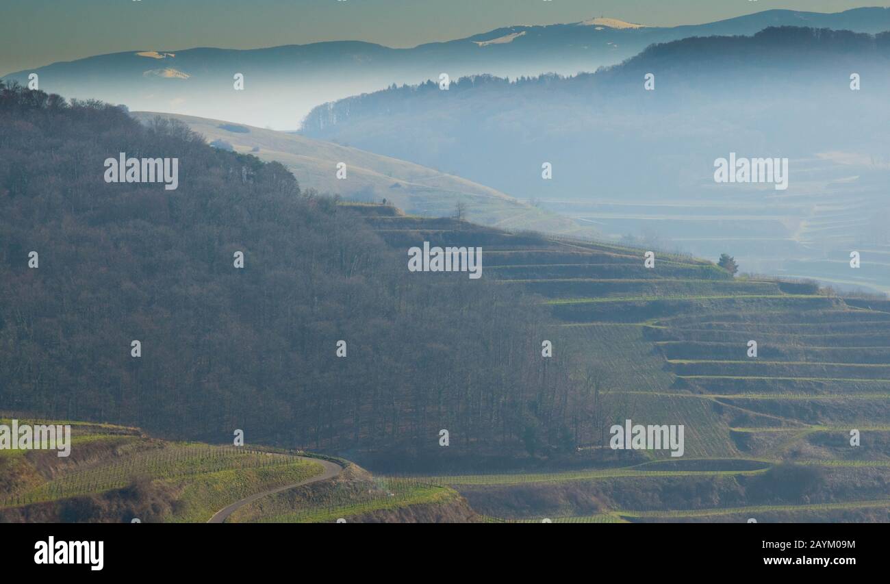 Weinberge des Kaiserstuhls in Deutschland im Winter Stockfoto
