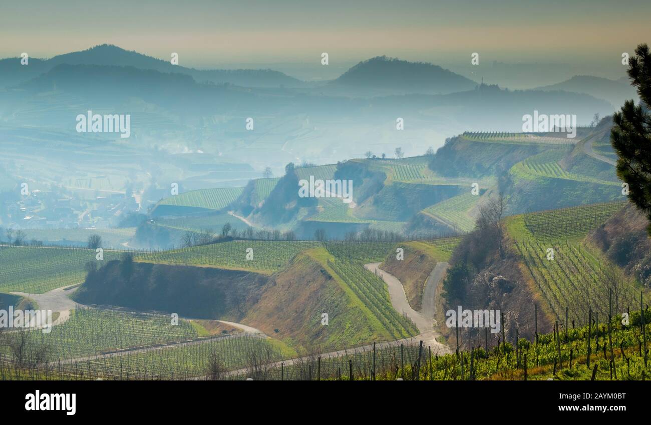 Weinberge des Kaiserstuhls in Deutschland im Winter Stockfoto