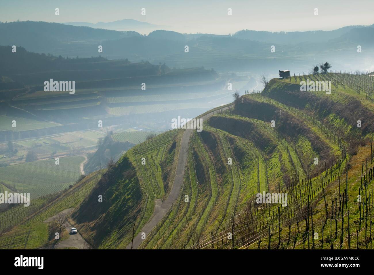 Weinberge des Kaiserstuhls in Deutschland im Winter Stockfoto