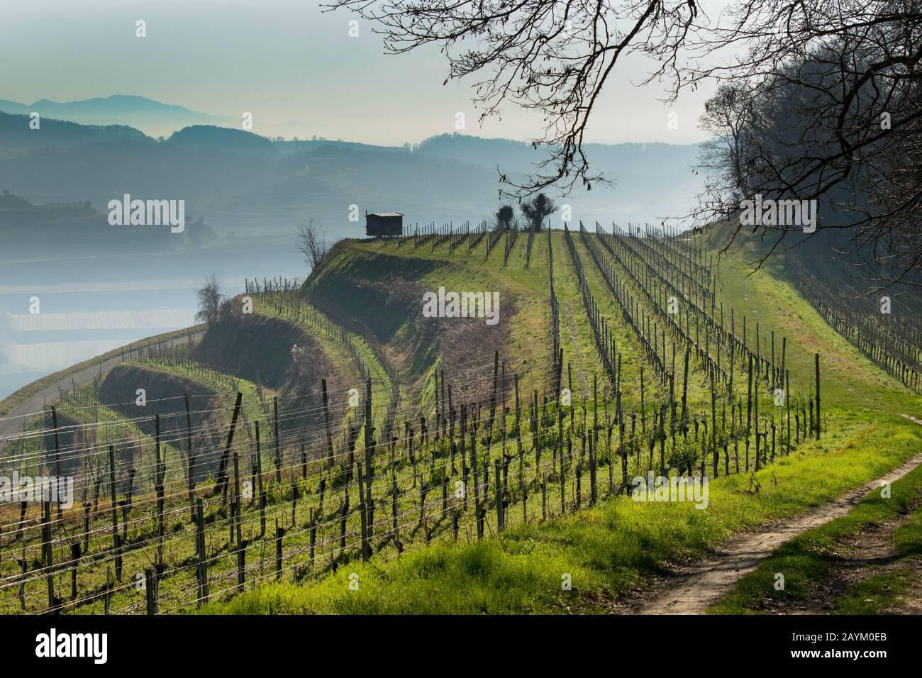 Weinberge des Kaiserstuhls in Deutschland im Winter Stockfoto