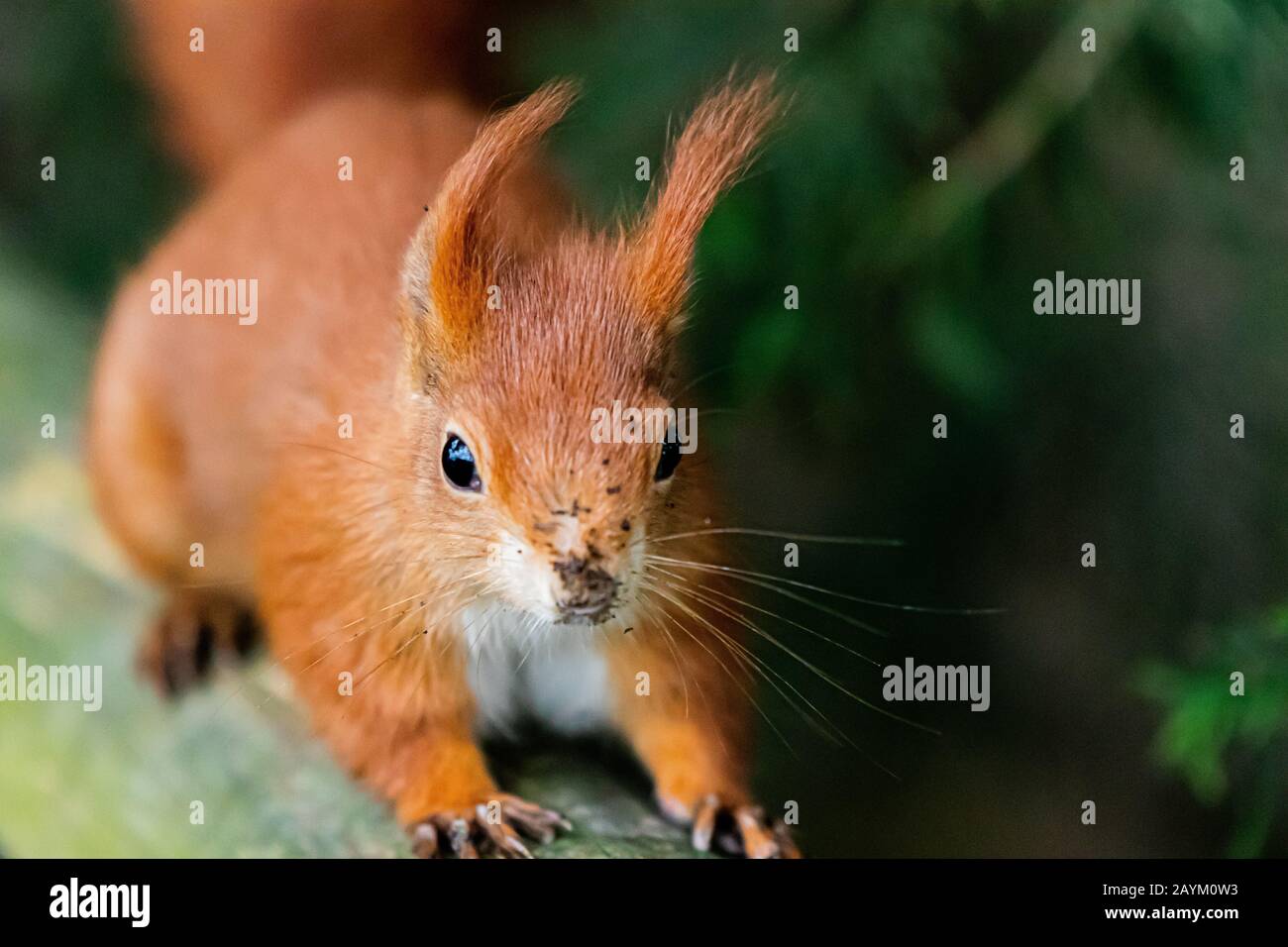 Britische Wildtiere im Winter Stockfoto