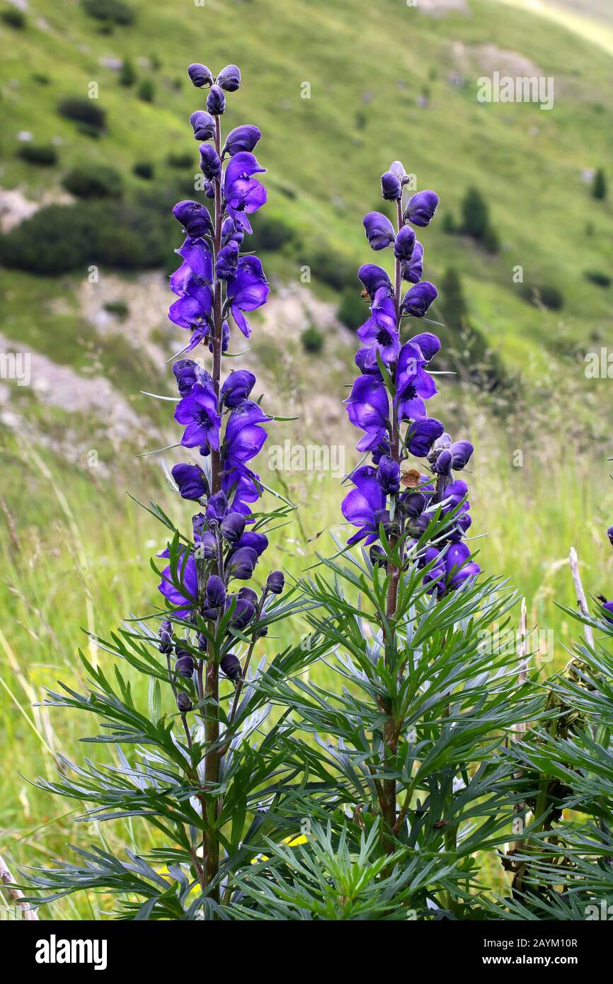 Gewöhnlicker Blauer Eisenhut, Aconitum napellus ssp. Vulgare