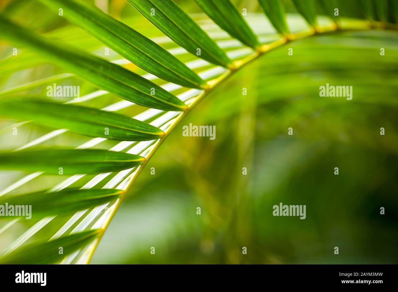 Selektive Fokussierung Nahaufnahme der schlanken Blätter einer Palmenfronte bei tropischem Sonnenlicht Stockfoto