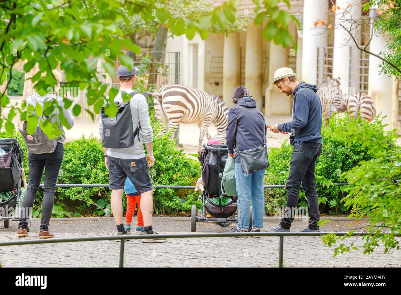 18. MAI 2018, BERLIN, DEUTSCHLAND: Menschen, die im Zebra und anderen Tieren im Zoo zusehen. Familienurlaub im Safari-Naturpark-Konzept Stockfoto