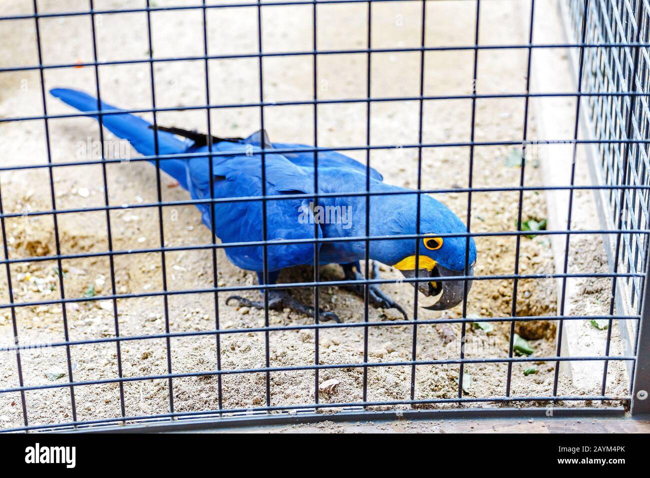 Hellblaue Hyazinth-Macaw im Käfig im Zoo. Es ist der größte Papagei der Welt Stockfoto