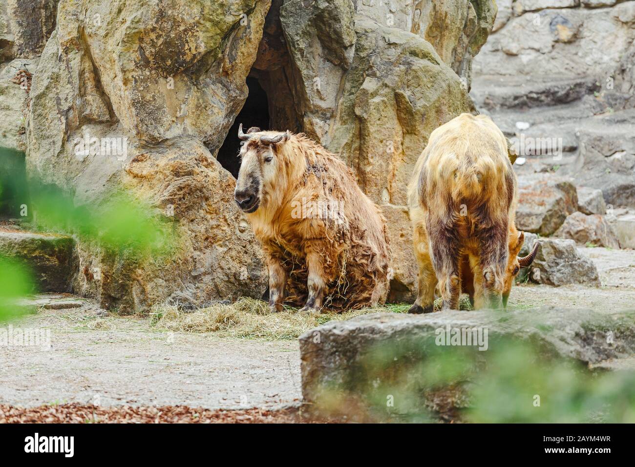 Tibettakin ist eine Unterart der Ziegenantilope im Zoo Stockfoto