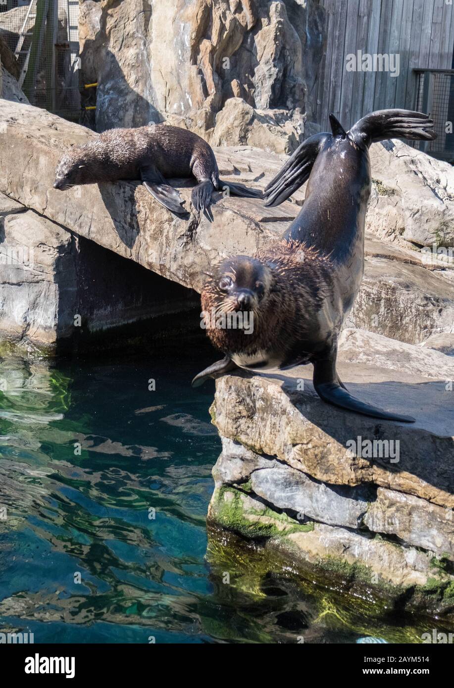Robben im Zoo von Bristol Stockfoto