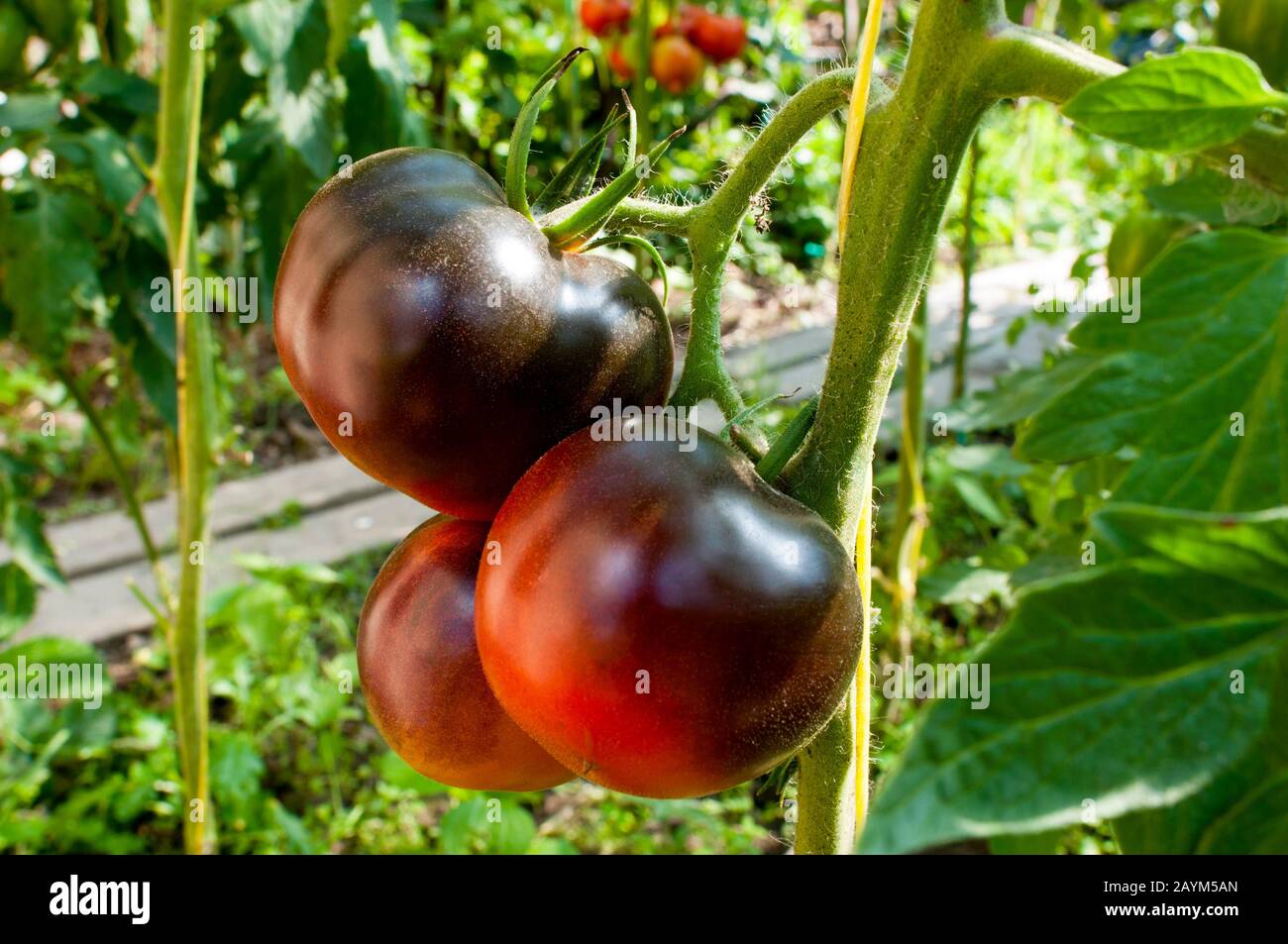 Schwarze, köstliche Tomaten im Privatsektor Stockfoto