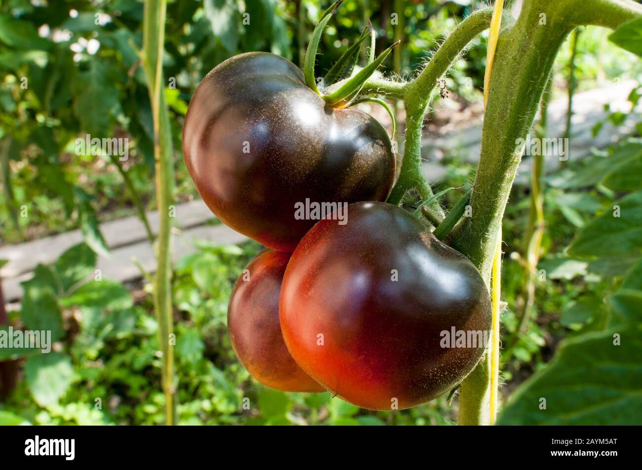 Schwarze, köstliche Tomaten im Privatsektor Stockfoto