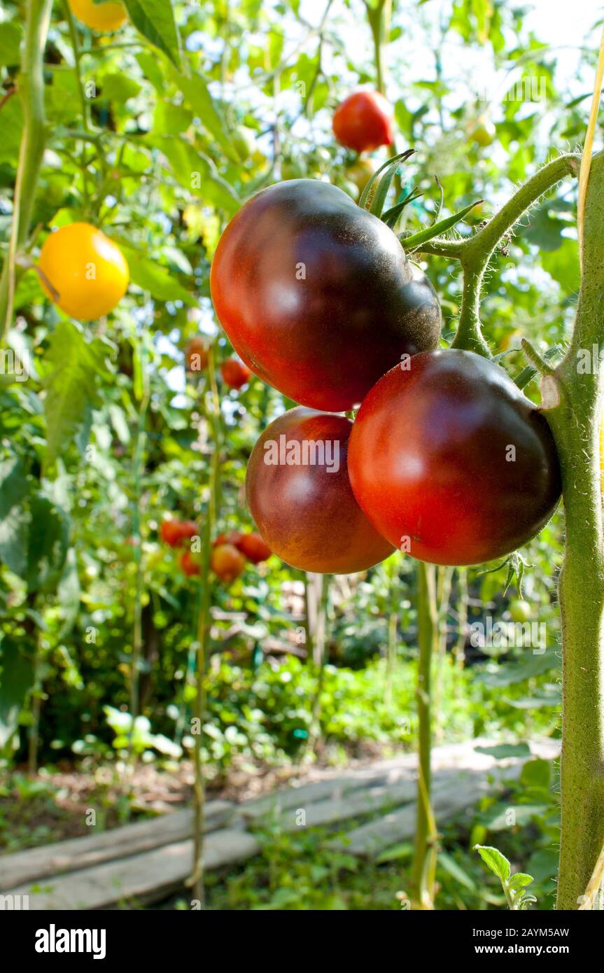 Schwarze, köstliche Tomaten im Privatsektor Stockfoto