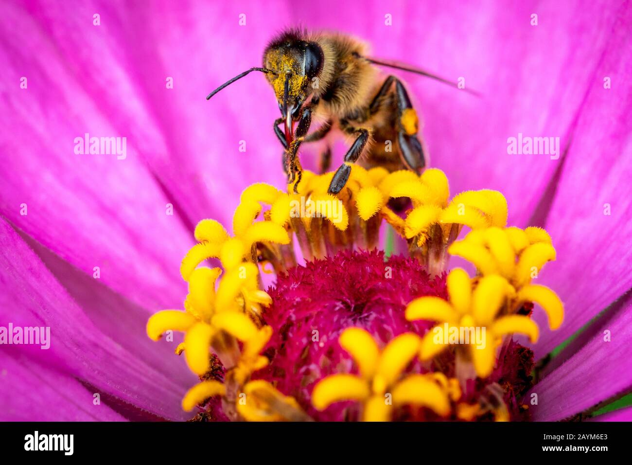 Makrofoto von Biene auf Blume Bestäubung Stockfoto
