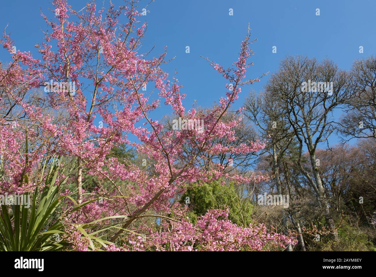 Frühlingsblüte Blüte eines Winterblühenden Kirschbaums (Prunus x subhirtella 'Fukubana') in einem Country Cottage Garden im ländlichen Devon, England, Großbritannien Stockfoto