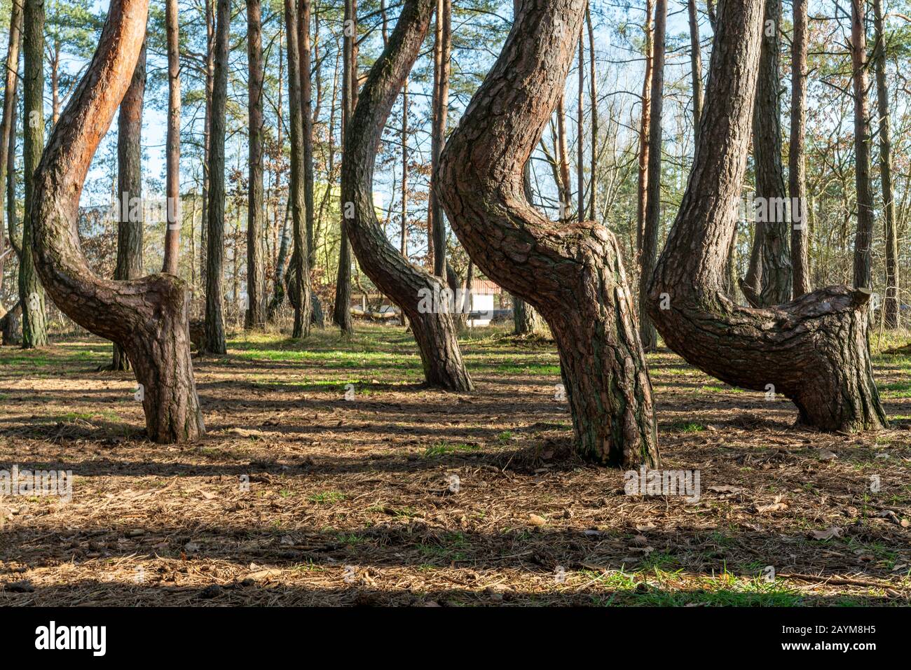 Der schiefe Wald Krzywy Las bei Gryfino in Polen Stockfoto